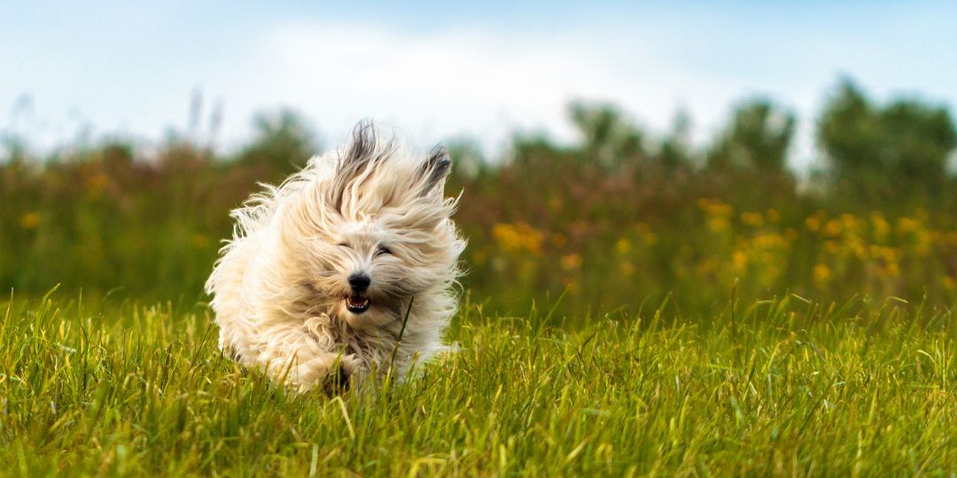 coton de tulear