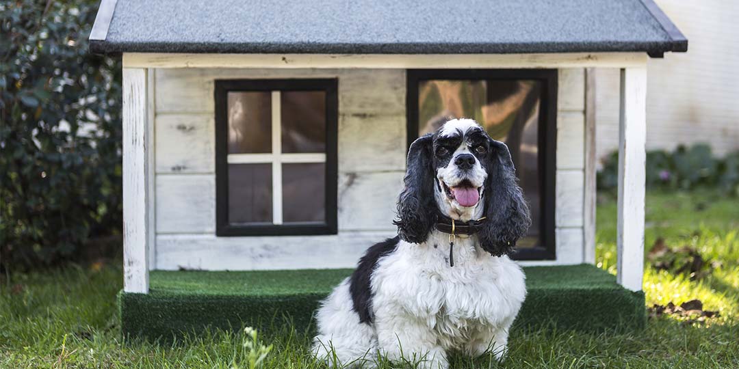 cuccia termica per cani da esterno