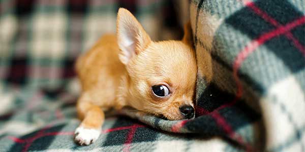 Facet mild Be confused Razze di cani piccoli: consigli sui cani da appartamento