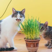 erba gatta a cosa serve