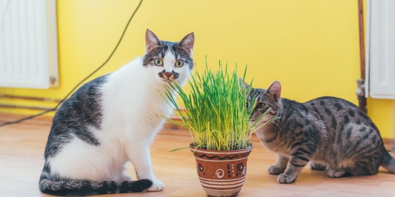 erba gatta a cosa serve