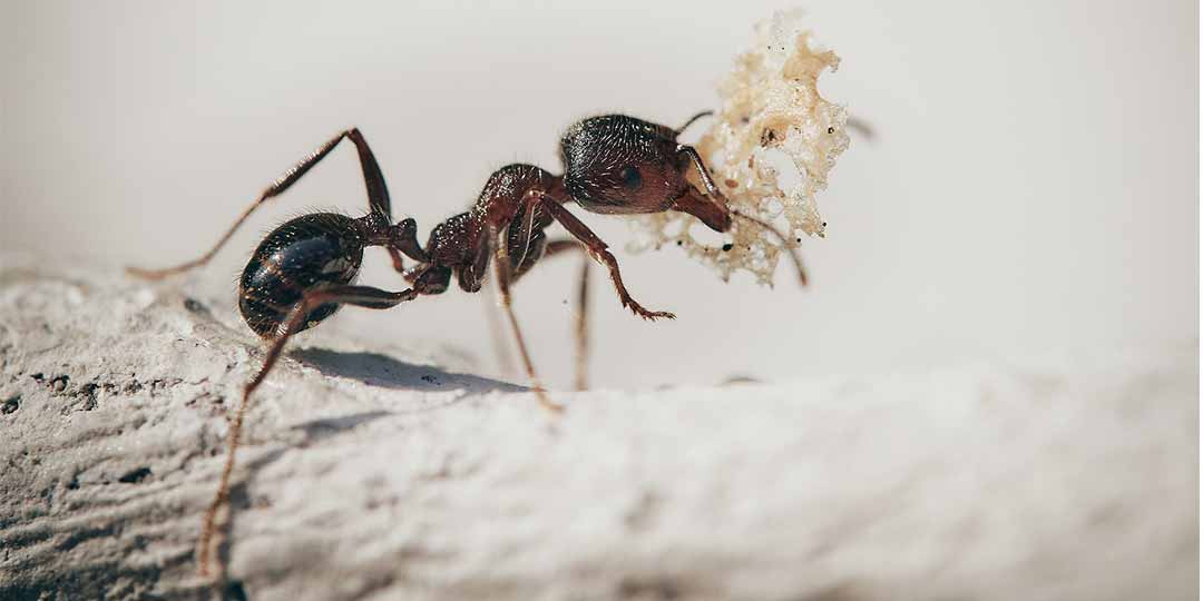 Tutti i rimedi contro le formiche per allontanarle da casa