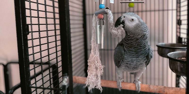 gabbia pappagalli grandi