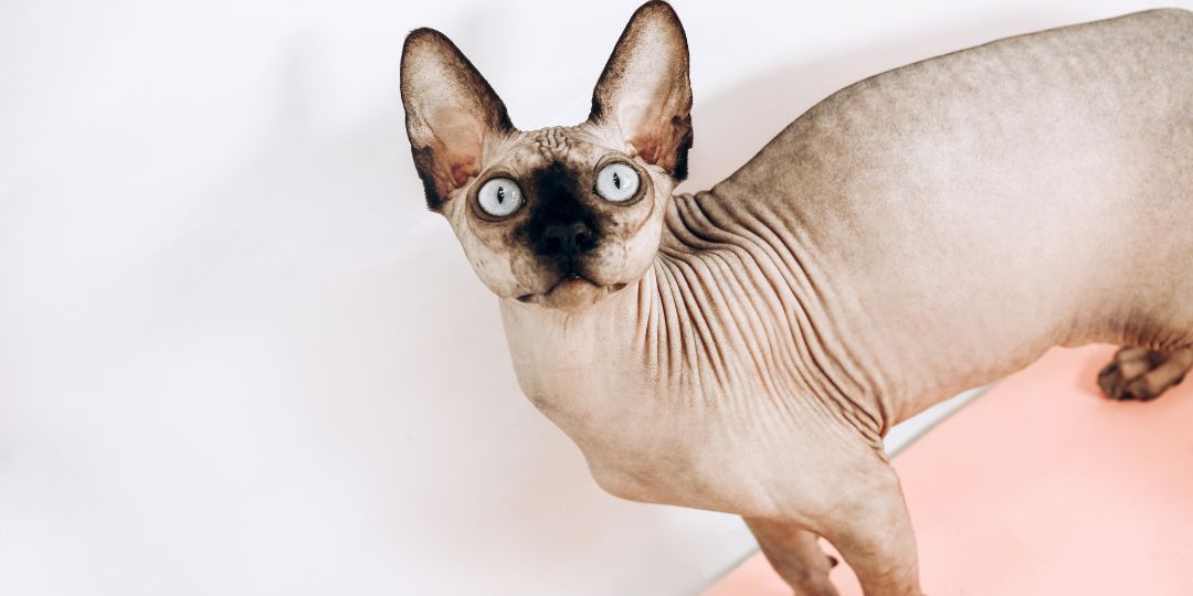 gatti anallergici