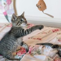 gatti comportamento