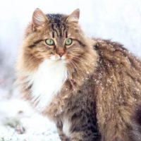 gatto anallergico