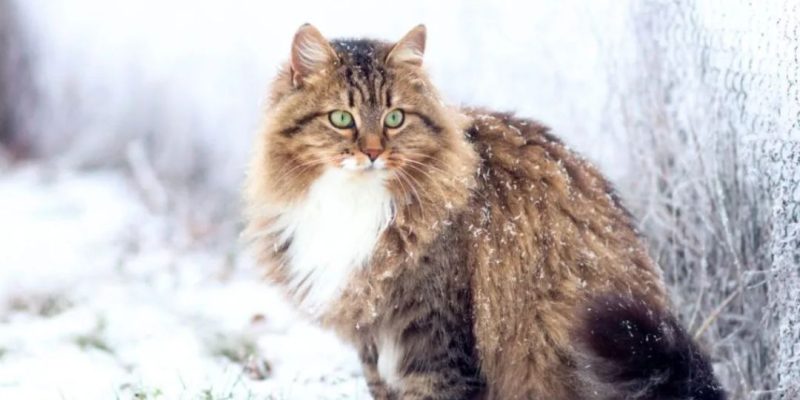 gatto anallergico