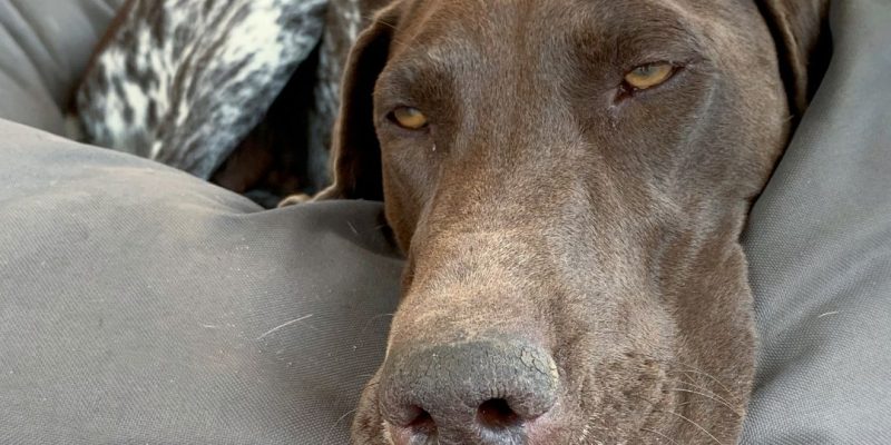 german pointer shorthaired