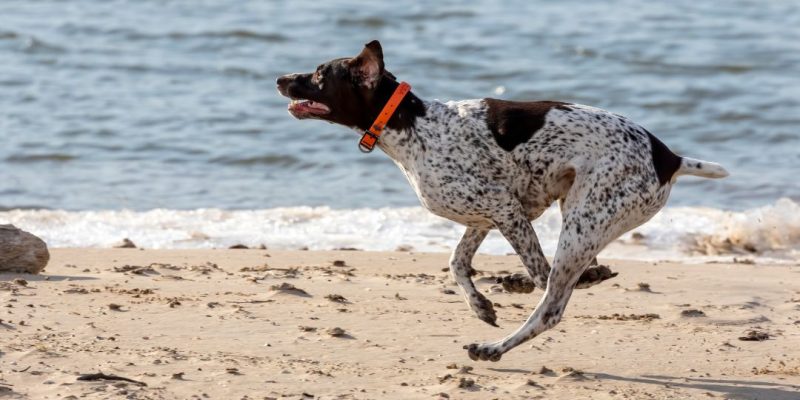 german pointer shorthaired bracco tedesco