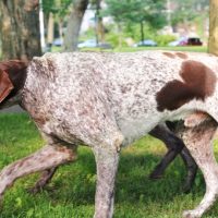 german shorthaired pointer