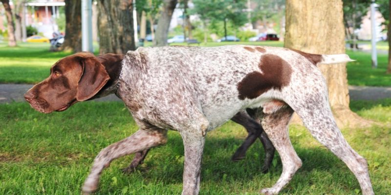 german shorthaired pointer