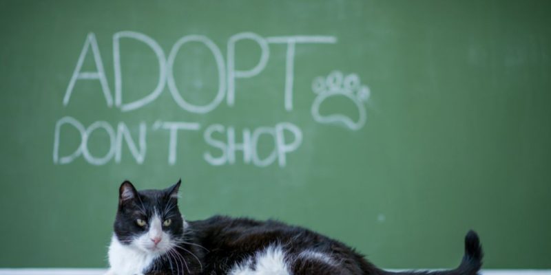 giornata del gatto 17 febbraio