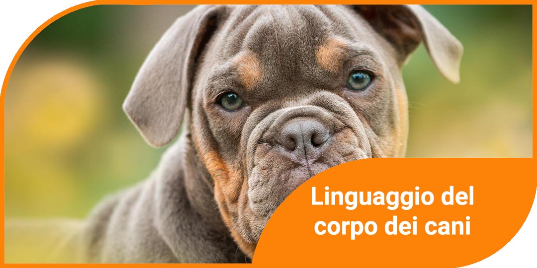 linguaggio del corpo dei cani