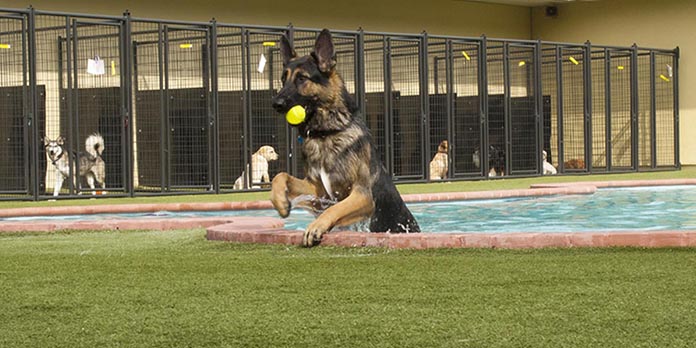 migliori pensioni per cani in Italia