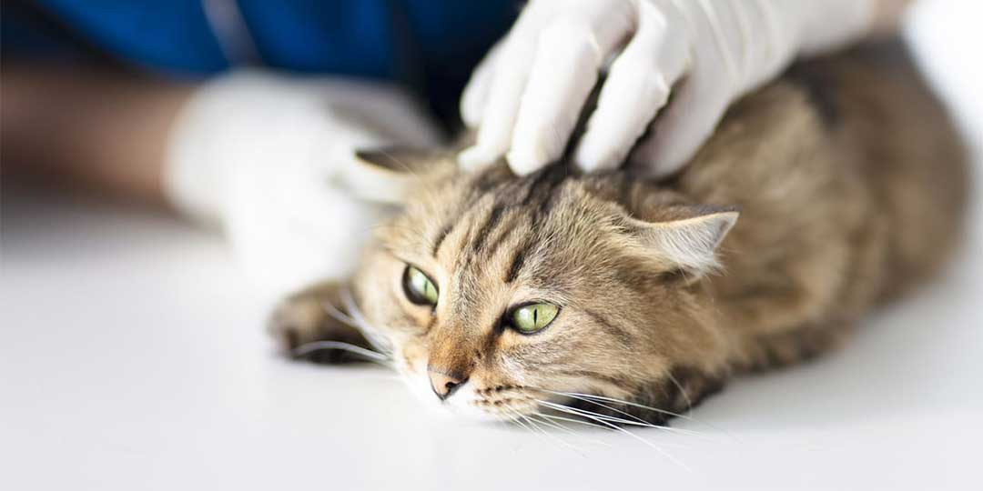 L’otite batterica del gatto: una spiacevole complicazione