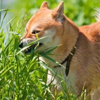 perché i cani mangiano l'erba