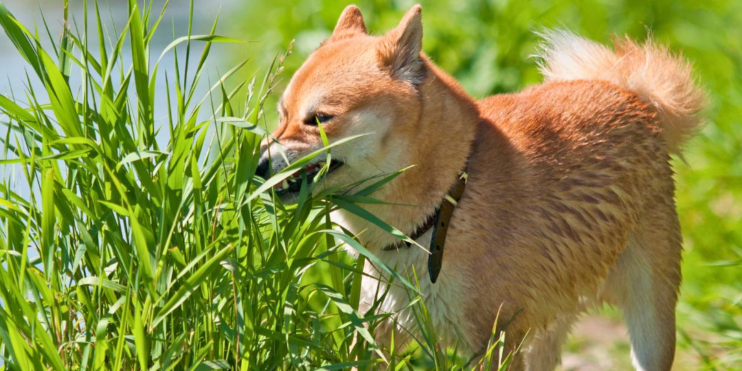 perché i cani mangiano l'erba