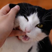 perchè il gatto morde