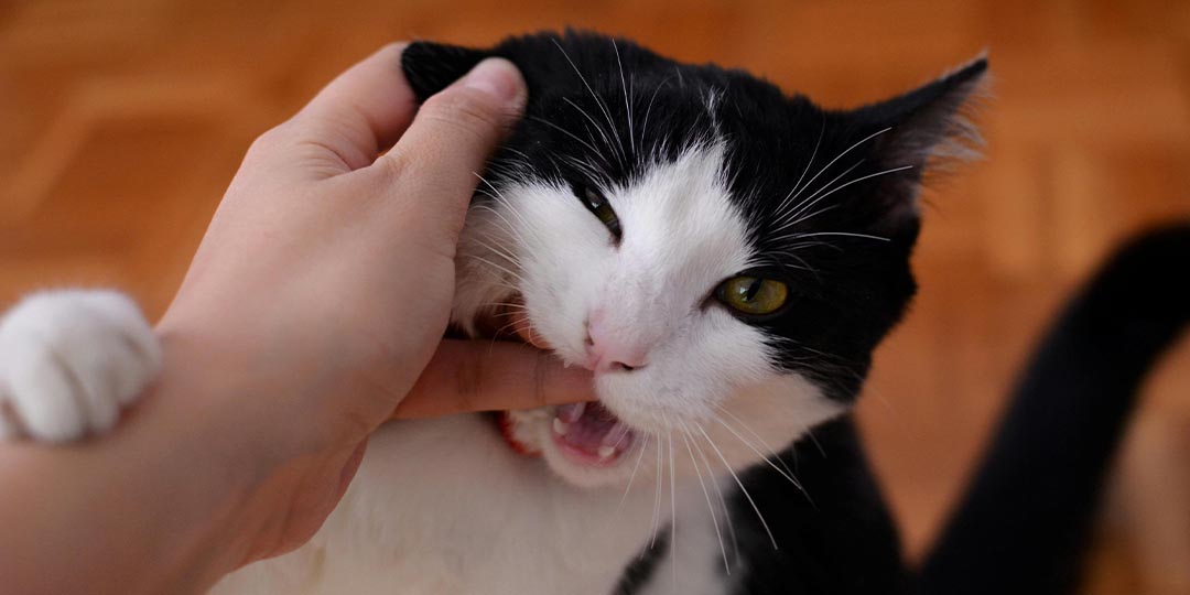 perchè il gatto morde