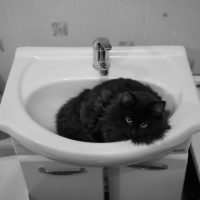 perché il gatto ti segue in bagno