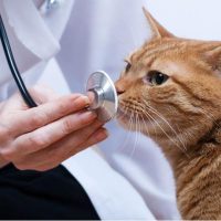 Principali pericoli per la salute del gatto