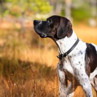 pointer inglese