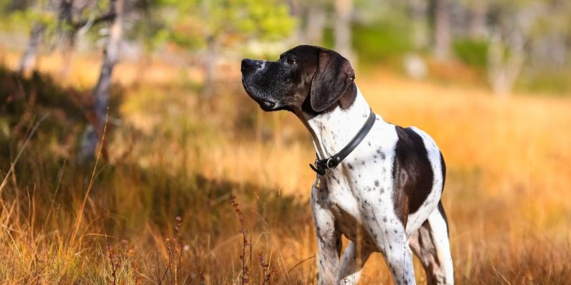 pointer inglese