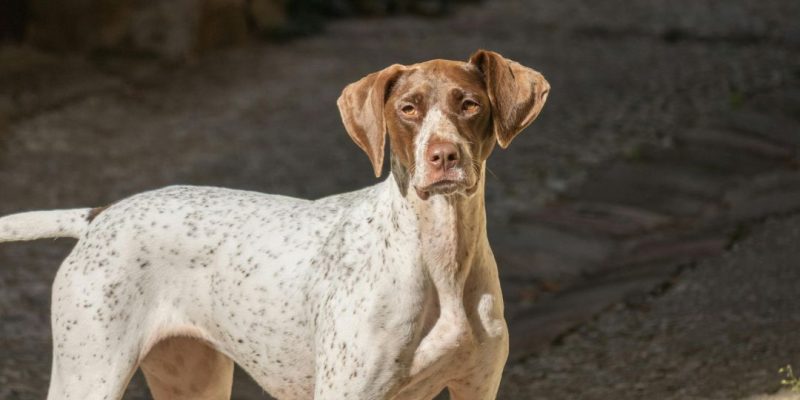 pointer inglesi cani