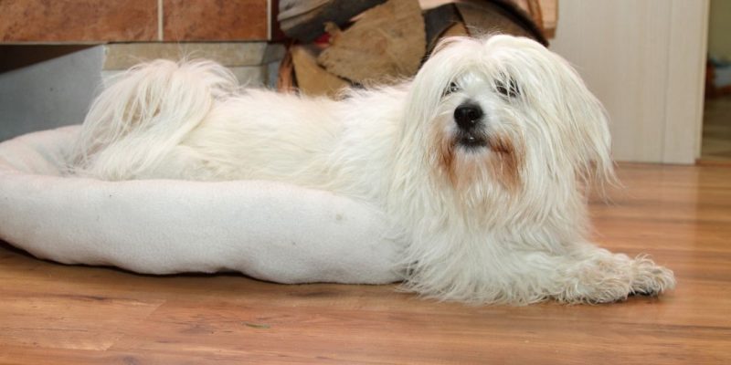 razza coton de tulear