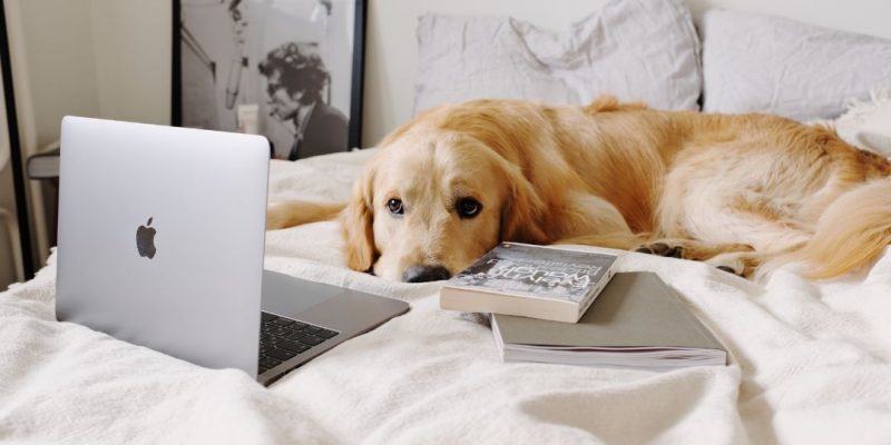 razze cani appartamento
