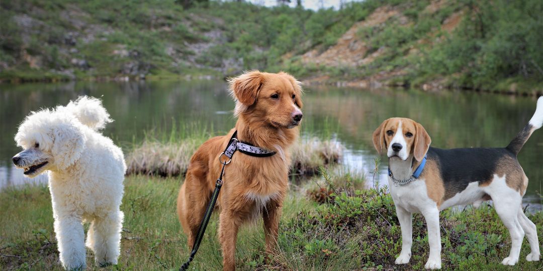 razze cani taglia media