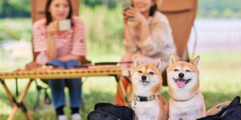 razze di cani da compagnia