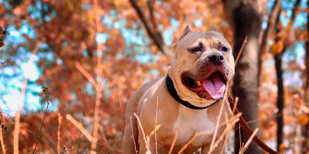 razze di cani pericolosi per i bambini