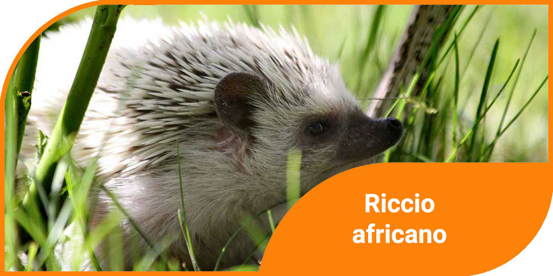 riccio africano