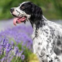 setter inglese