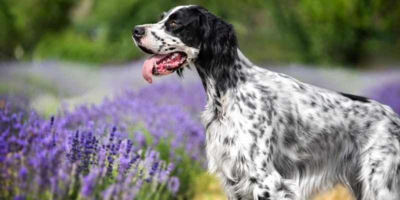 setter inglese