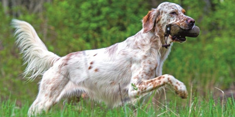 setter inglese cane