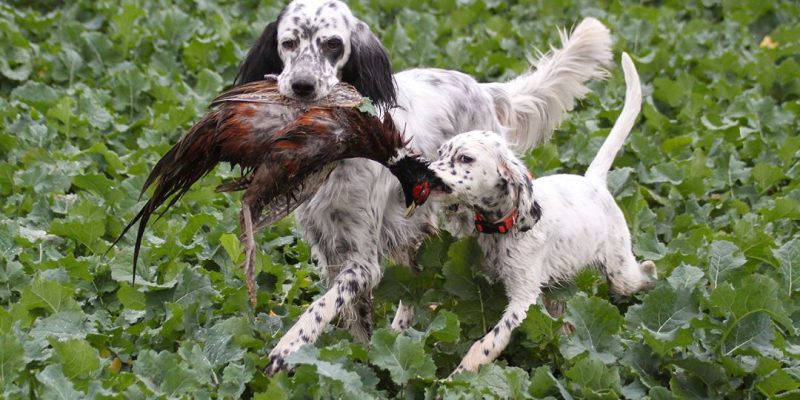 setter inglesi cani