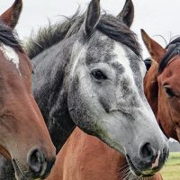 Sognare cavalli: ll messaggio del mondo onirico