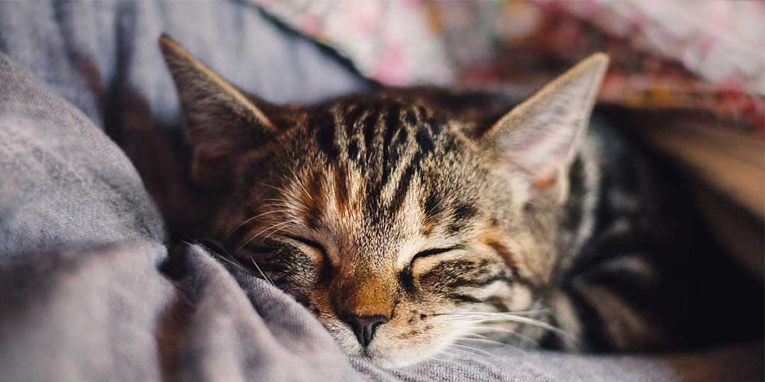 sognare gatti