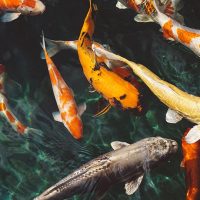 Sognare pesci: interpretazioni e significati