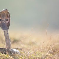 Sognare serpenti: significato e interpretazione