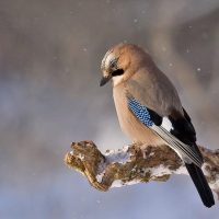 Sognare uccelli: interpretazioni e significati
