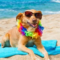 spiagge libere per cani