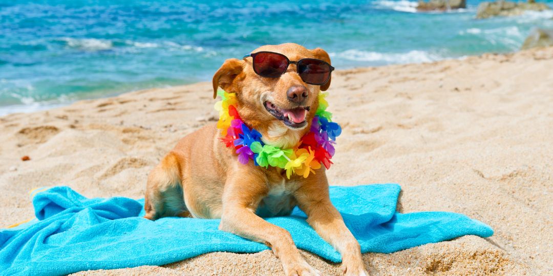 spiagge libere per cani