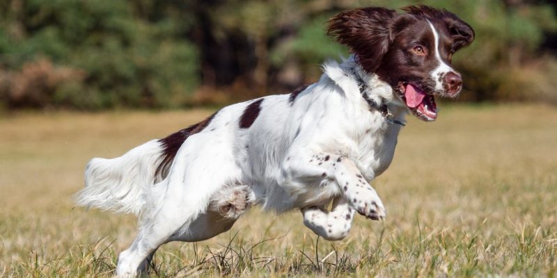 springer spaniel