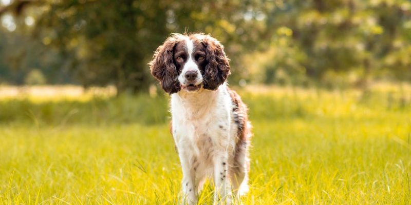 springer spaniel inglese vita media