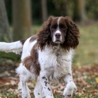 springer spaniel inglese​