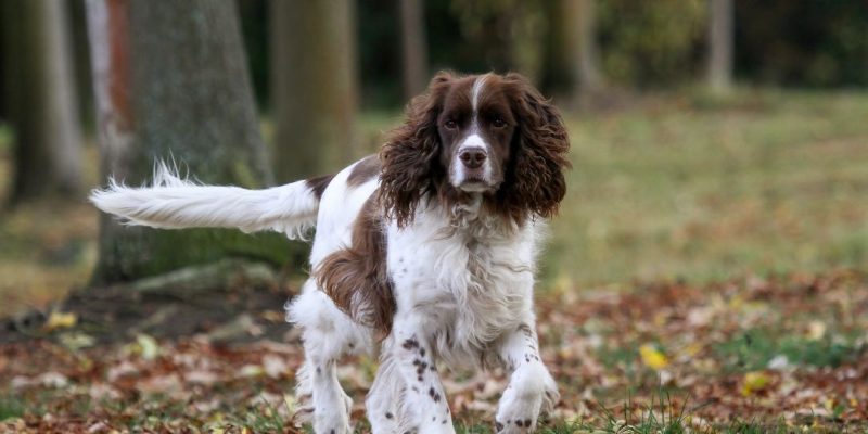 springer spaniel inglese​