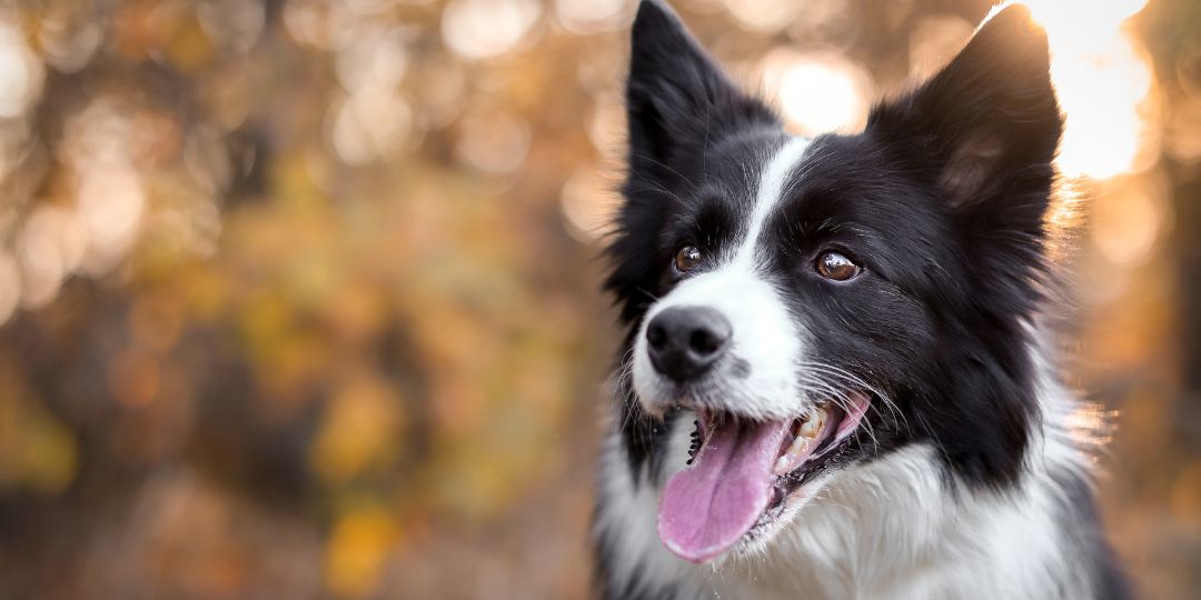 taglia media razza cani